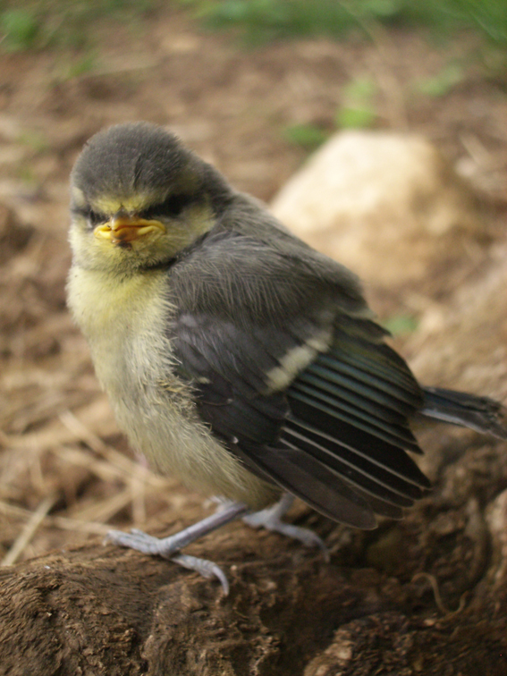 grumpy little bird